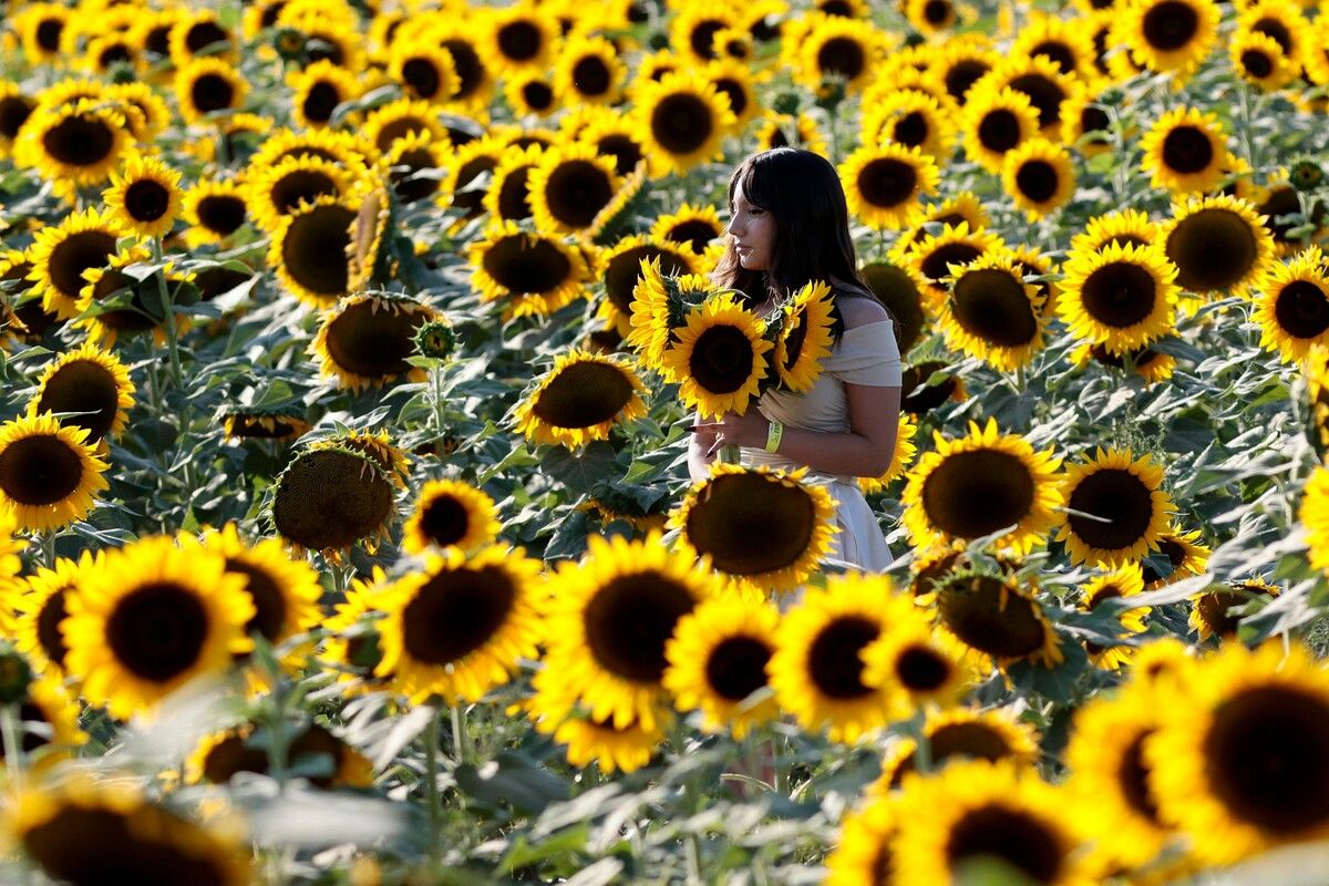 Eine Frau pflückt Sonnenblumen auf der Rancho San Juan Diego im mexikanischen Tlajomulco de Zuniga. afp