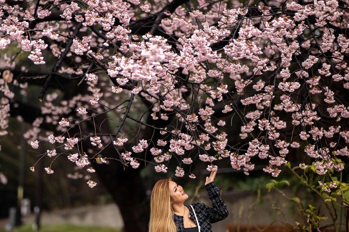 Eine Frau posiert unter Kirschblüten im Ueno-Park - einem der fünf ältesten öffentlichen Parks in Japan. AFP