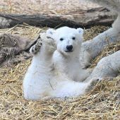 Eisbär hat nun Namen