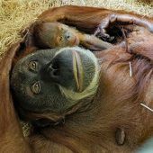 Kleiner Orang-Utan