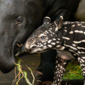 Jung-Tapir hat Patin