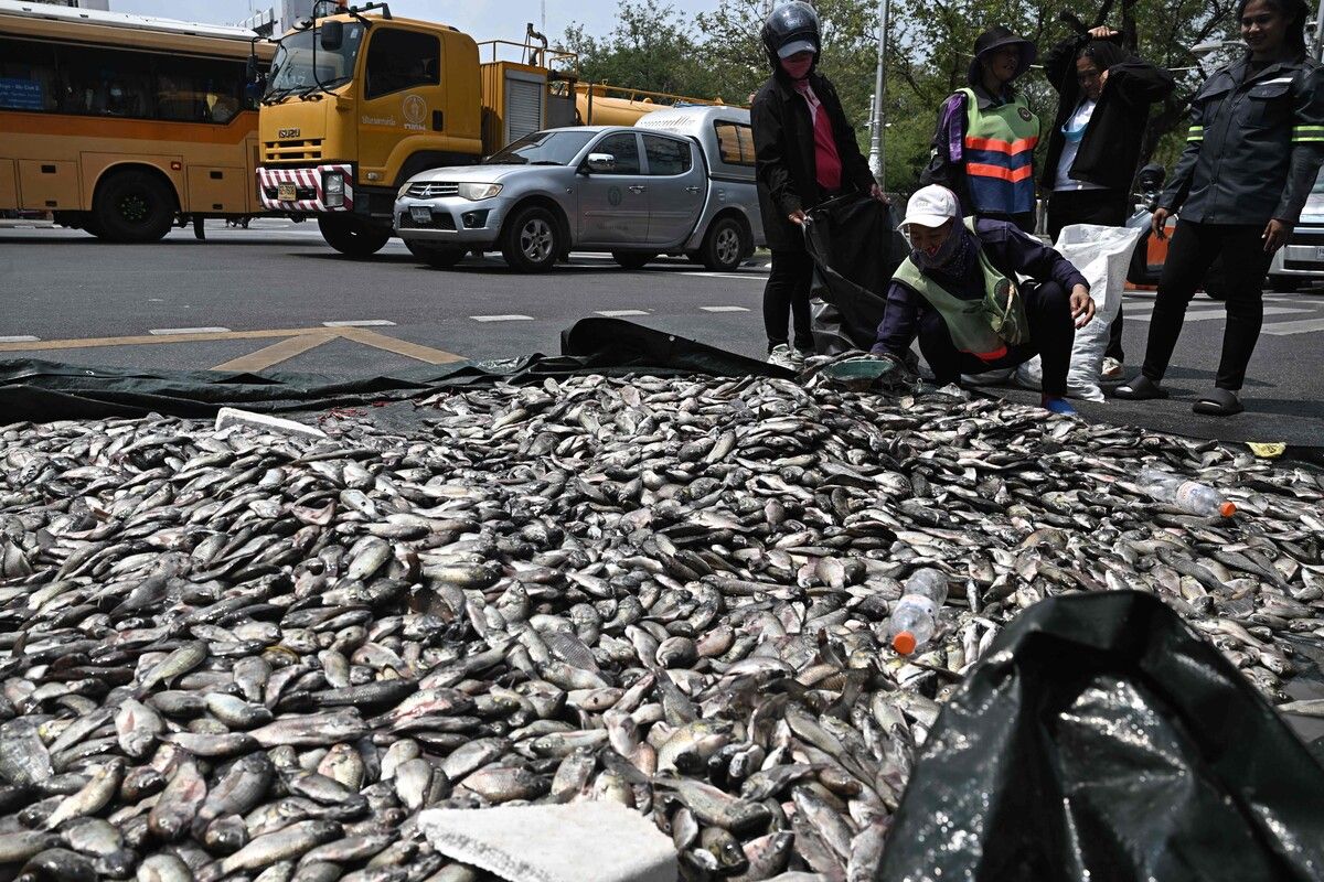 Fischereiverbände in Bangkok werfen aus Protest invasive Blackchin-Buntbarsche vor das Regierungsgebäude. afp
