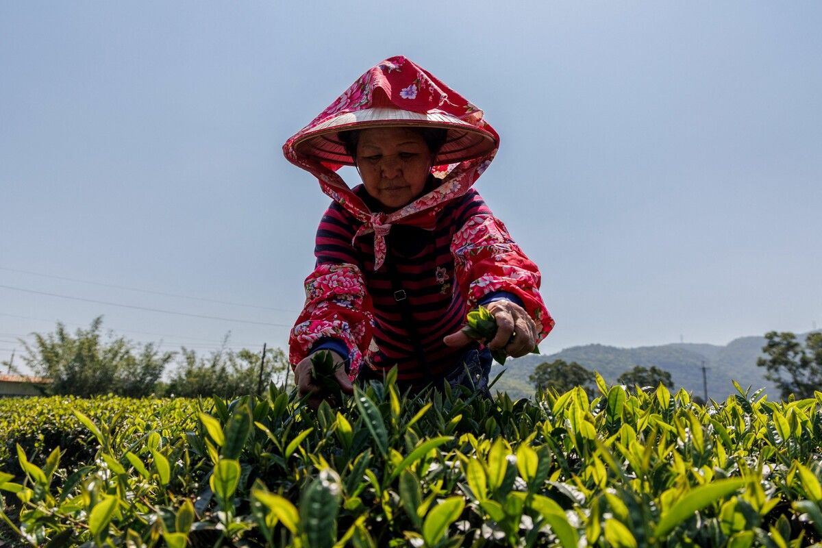 Frühling ist die Zeit der Teeernte in Taiwan – nun beginnt für die Teepflückerinnen die wichtigste Phase des Jahres.