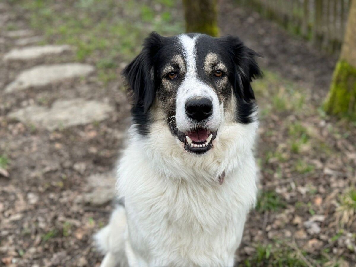 Für„Willi“ werden Besitzer gesucht, die sich mit den Verhaltensweisen eines Herdenschutzhundes auseinandersetzen.