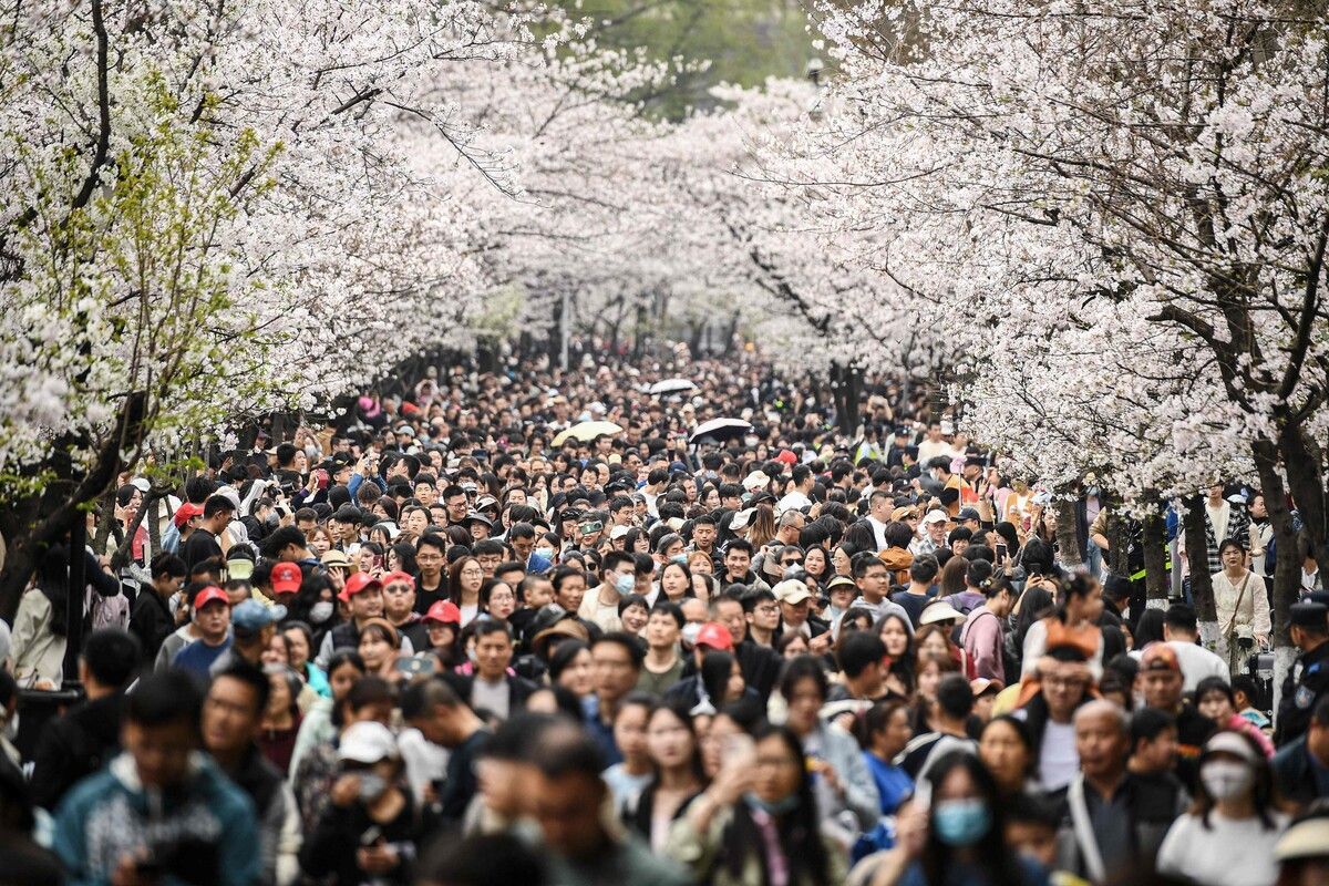 Hunderte Menschen spazieren unter Kirschblüten in Nanjing in der ostchinesischen Provinz Jiangsu. afp (5)