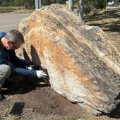 Dinosaurier-Fußspuren in ­australischer Schule entdeckt
