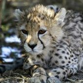 Nur noch 17 Tiere weltweit