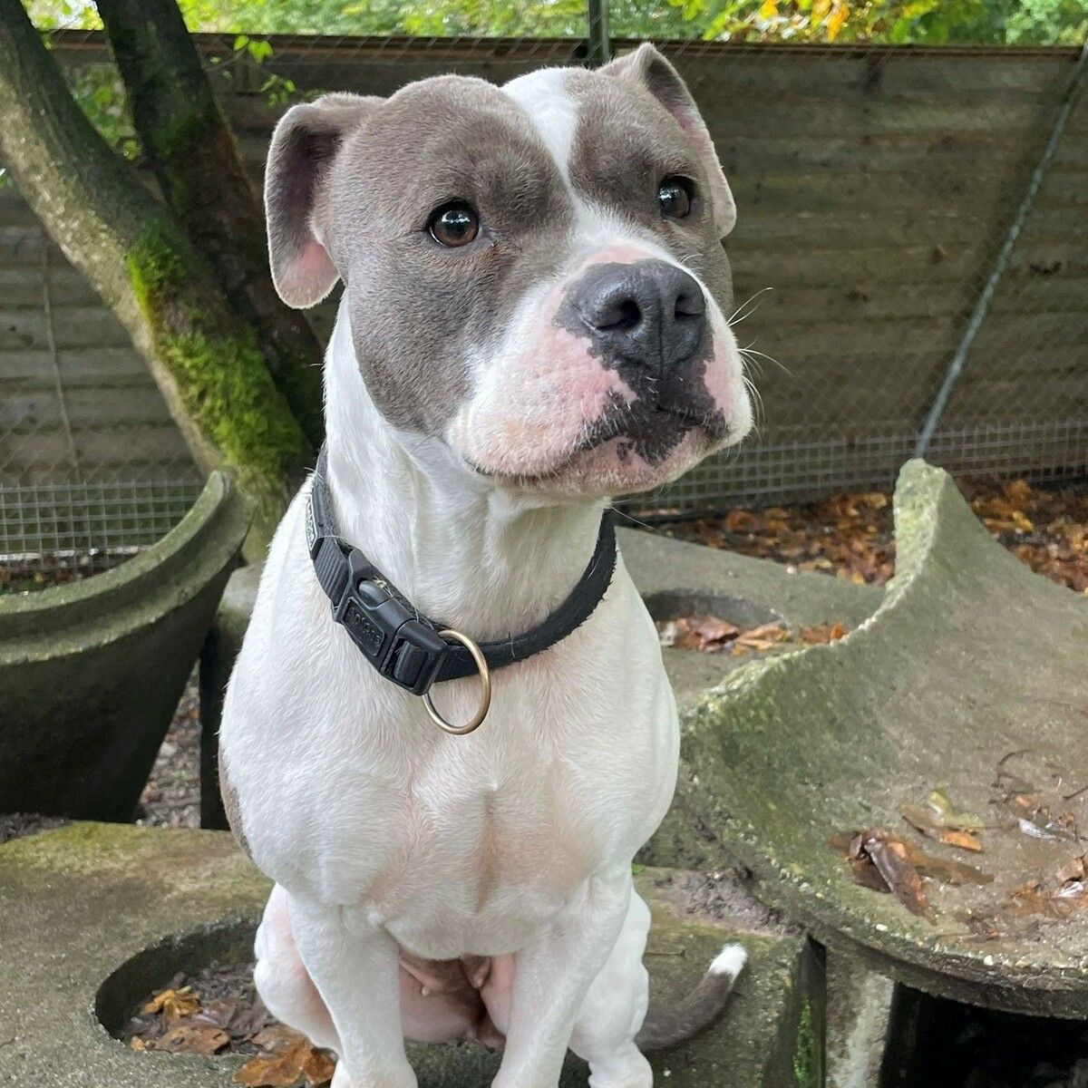Kira würde sich über einen Besuch in der Hundeschule sehr freuen.