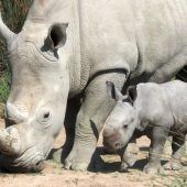 Tansania erhält 18 ­Breitmaulnashörner von Südafrika