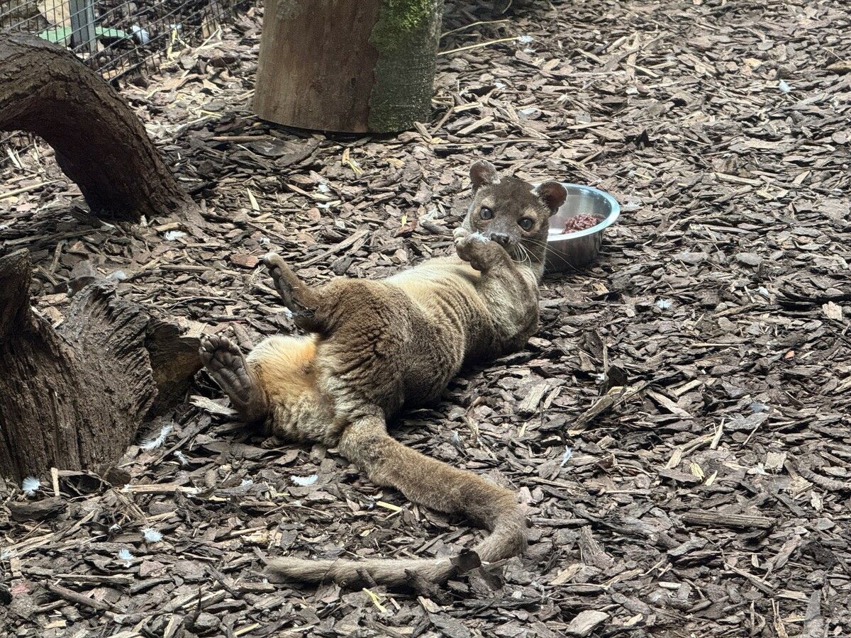 Tana, die kleine Fossa-Dame, soll bald für Nachwuchs im Zoo sorgen.⇒zoo frankfurt
