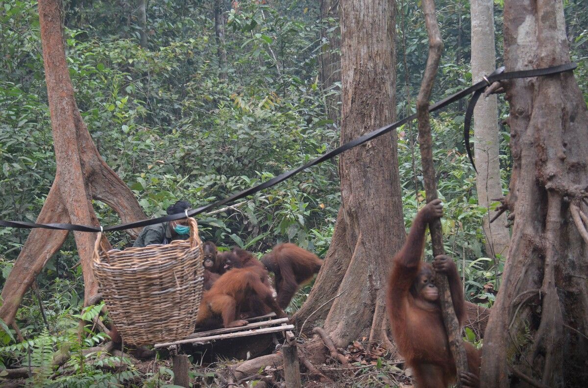 Verwaiste Orang-Utan-Kinder lernen täglich im Unterricht, wie sie später im Dschungel überleben können.⇒APA/VIER PFOTEN/NANANG SUJANA