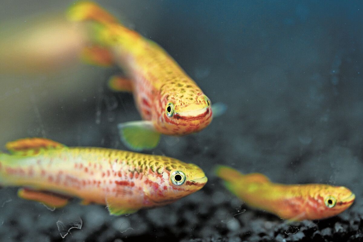 VN-Abonnent:innen können 3 x 2 Karten gewinnen für die AQUA-FISCH vom 7. bis 9. März 2025 in der Messe Friedrichshafen.⇒Messe Friedrichshafen