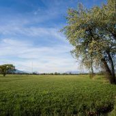 Lauteracher Ried: Quo vadis