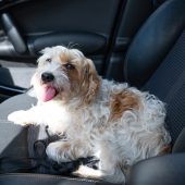 Rettung aus dem heißen Auto