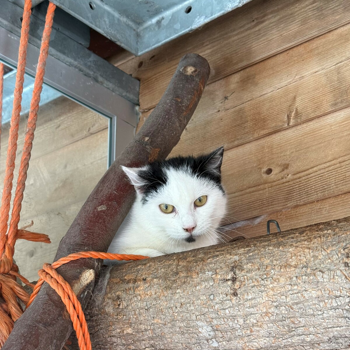 Bandit möchte weiterhin mit seiner Susi leben.