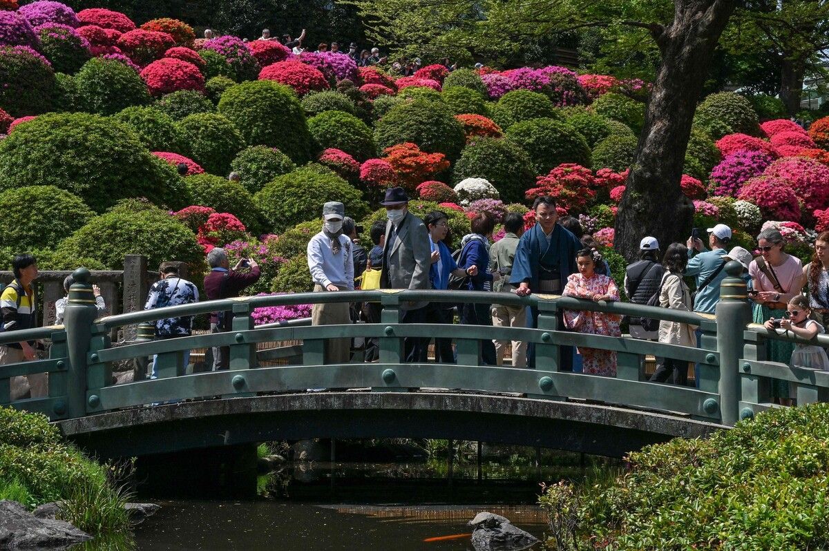 Besucher schlendern während des jährlichen Azaleenfestes in Tokio über das Gelände des Nezu-Schreins.