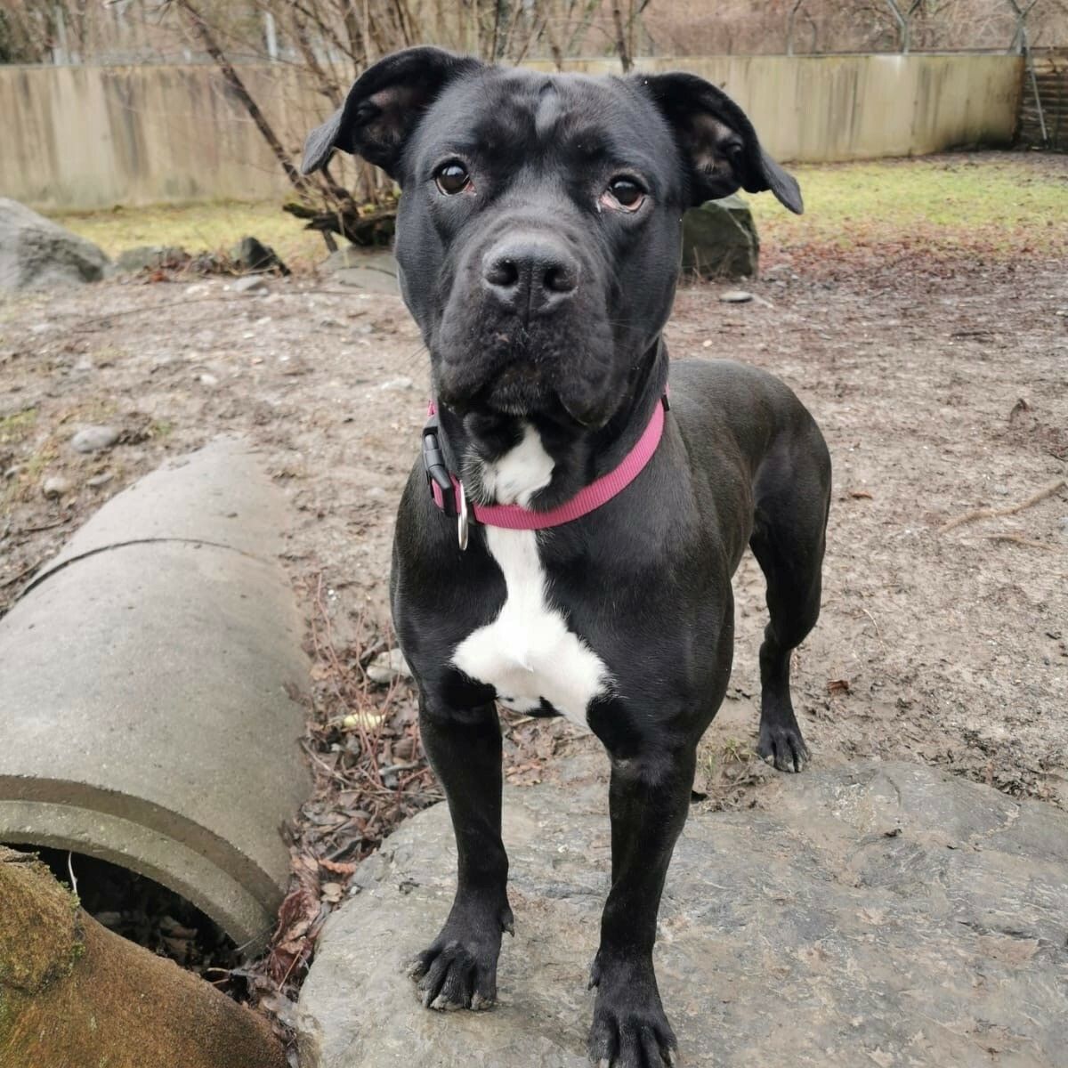 Cane-Corso-Mischling Zara freut sich auf ein neues Zuhause.