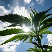 Weiter dicke Luft rund um CBD-Hanfblüten