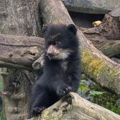 Kleiner Brillenbär auf Entdeckungsreise