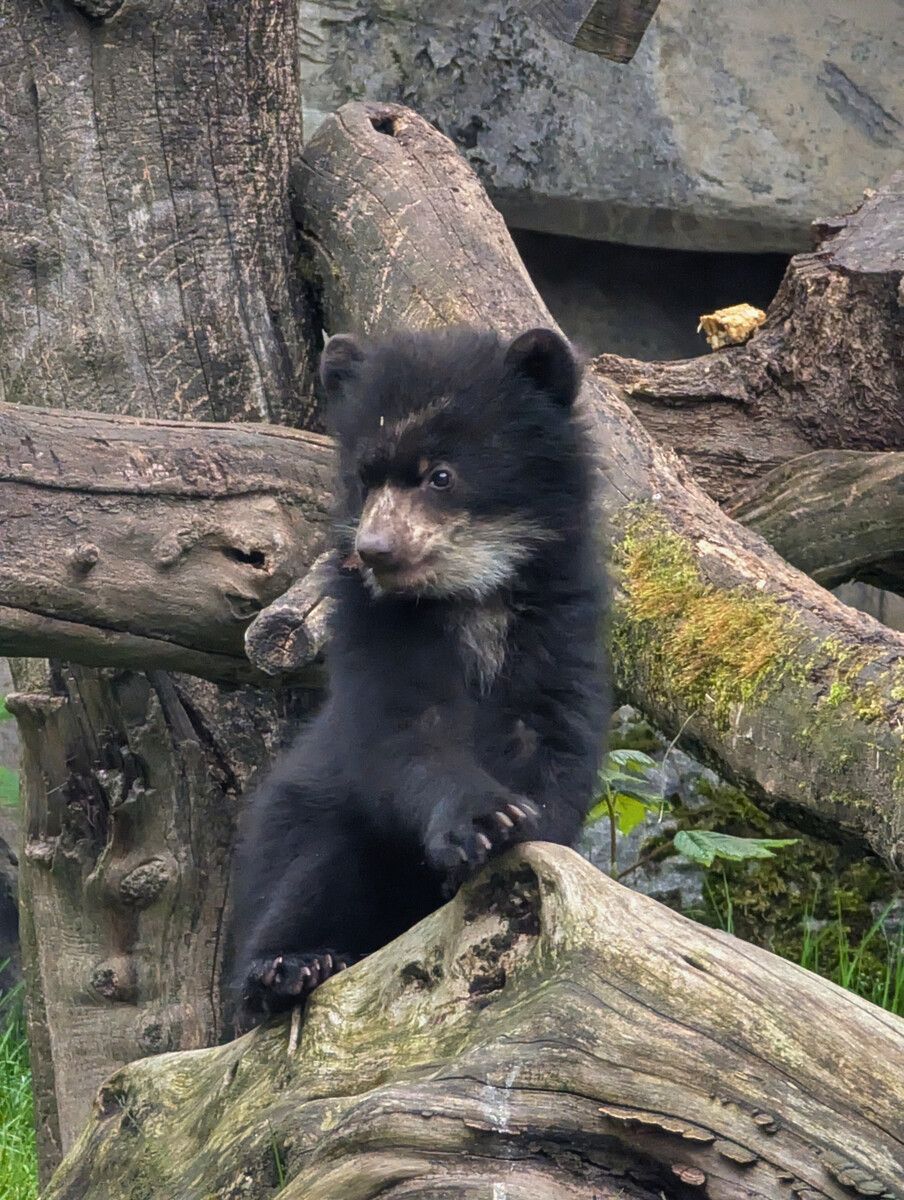 Der kleine Brillenbär ist immer öfter auf der Außenanlage zu sehen.⇒Zoo Duisburg