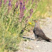 Kuckuck, Kuckuck ruft’s wieder aus dem Wald