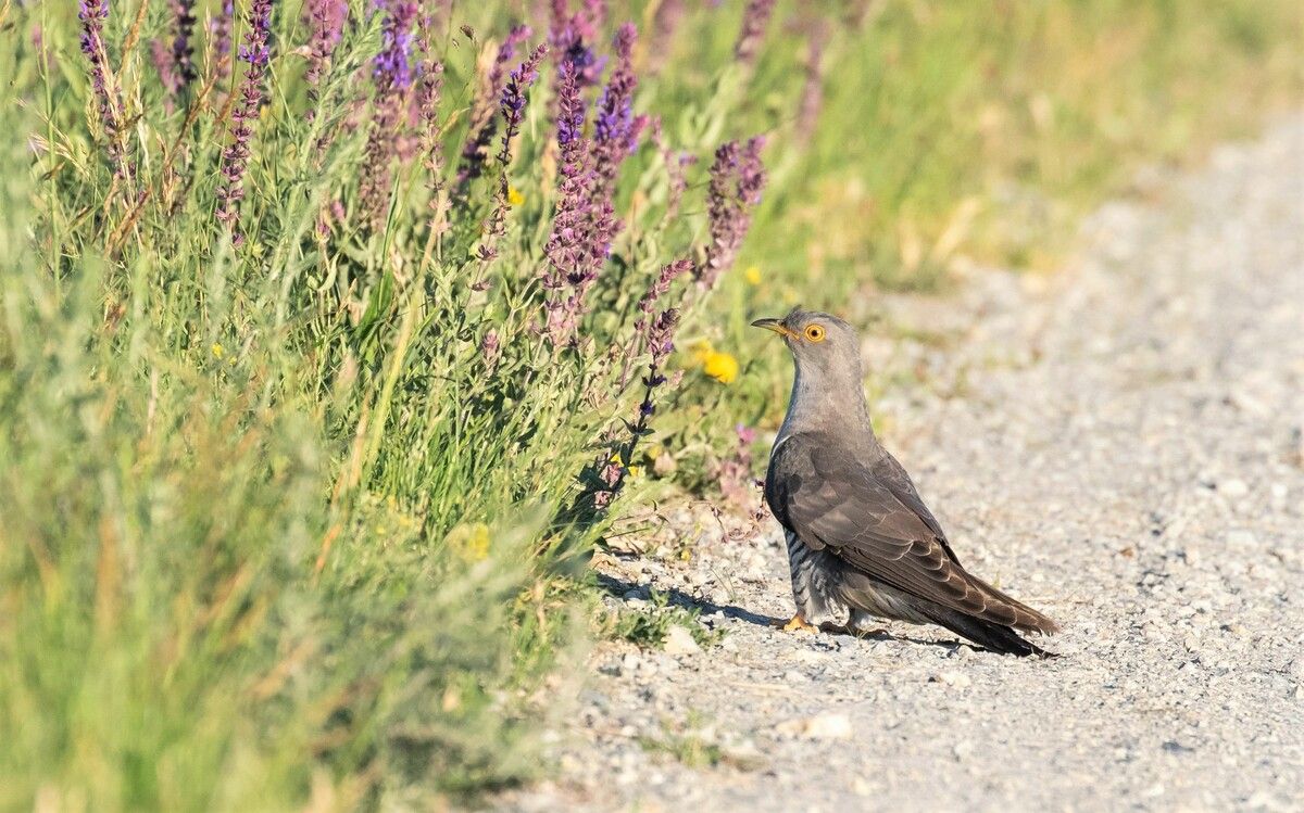 Der Kuckuck hat auch in Vorarlberg wieder Einzug gehalten. ⇒BL/Hombauer