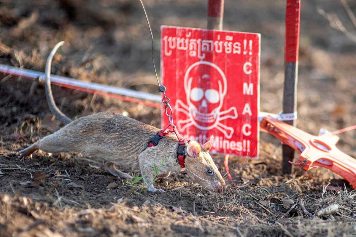 Die fünfjährige Ratte Ronin hat seit Beginn ihres Einsatzes im August 2021 109 Landminen und 15 nicht explodierte Kampfmittel aufgespürt.⇒AFP