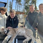Luchs „Scirocco“ unterwegs in die Freiheit