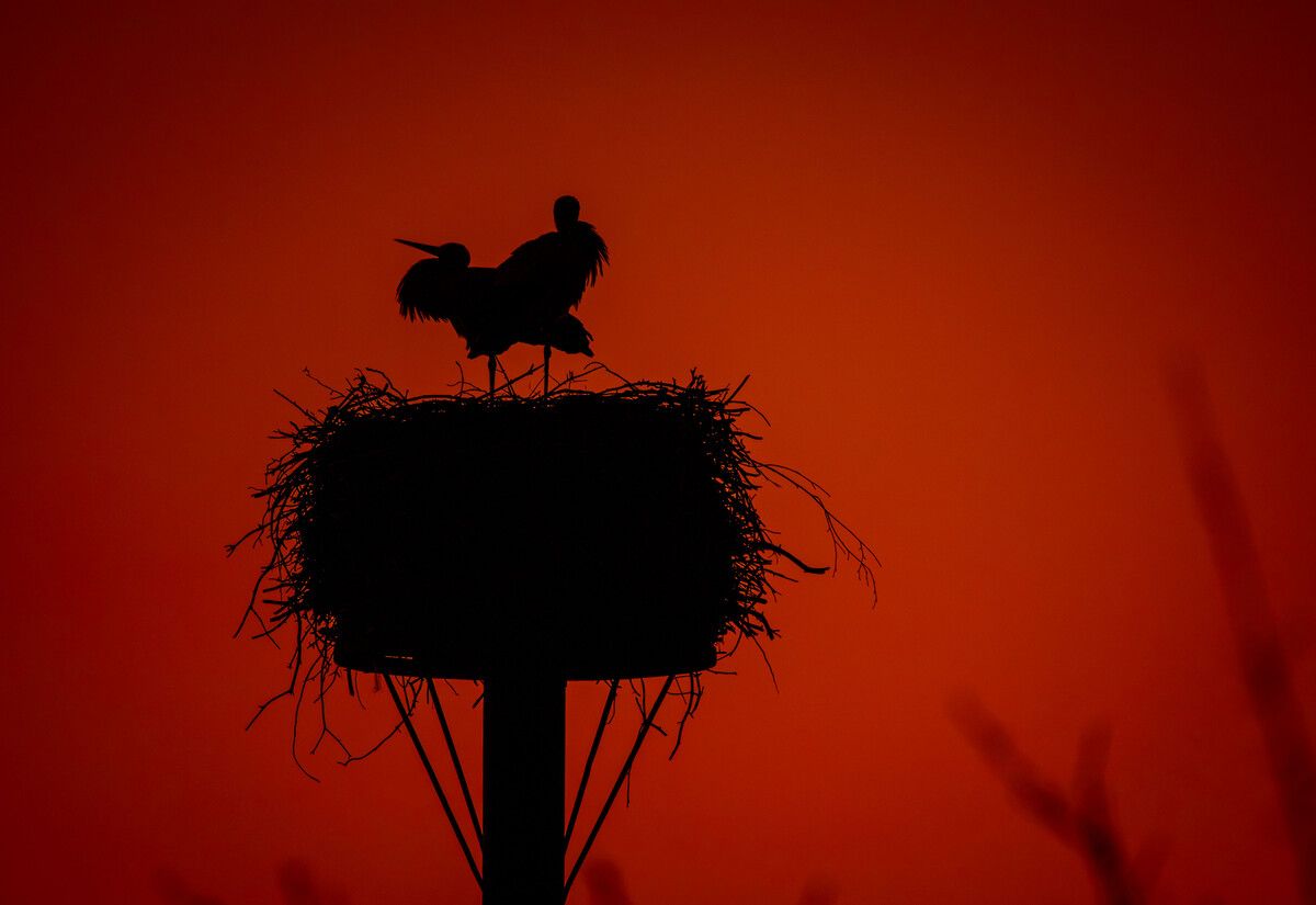 Dieses Storchenpaar ist aus dem Winterquartier zurückgekehrt und hat in Norddeutschland sein Nest bezogen.