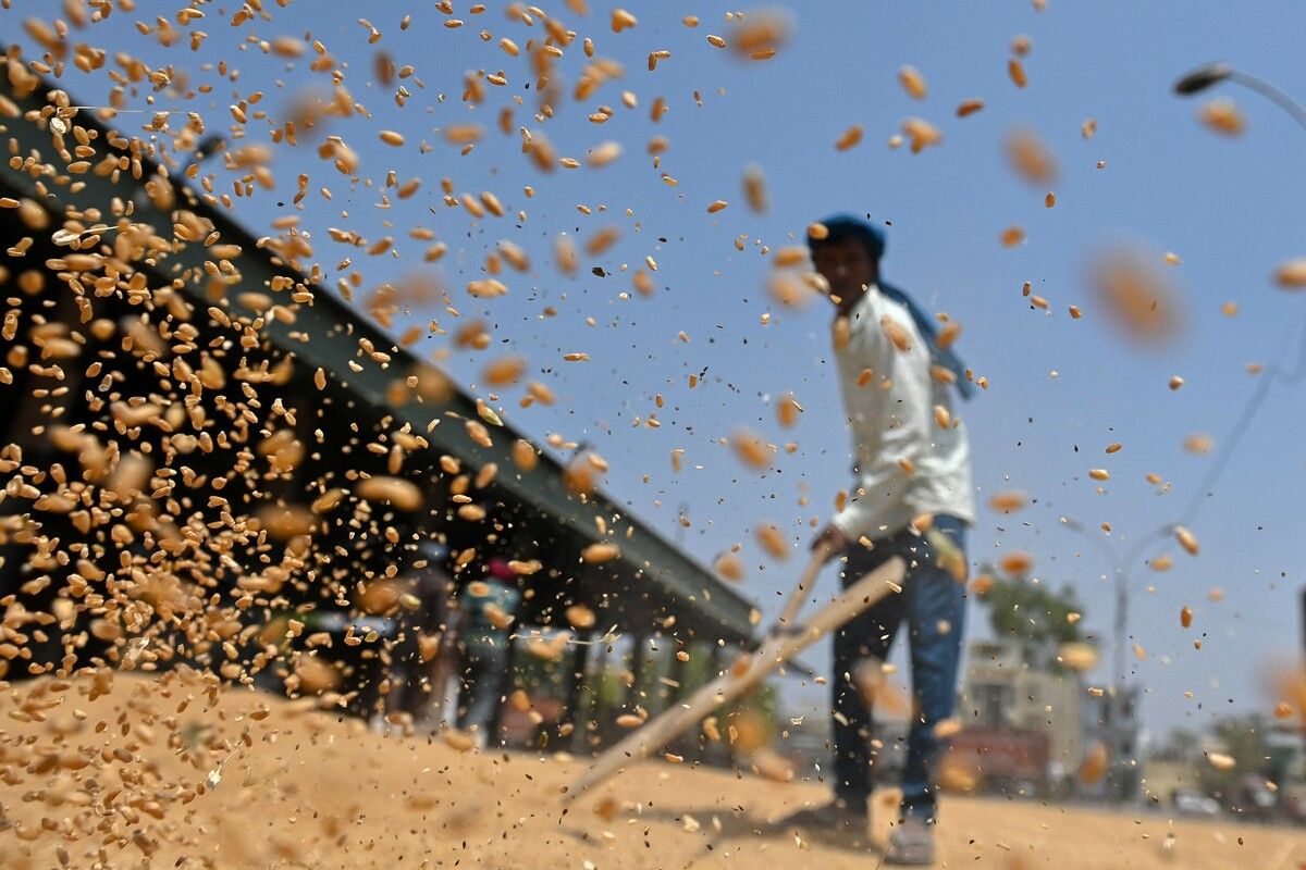 Ein Arbeiter sortiert die Weizenernte auf einem Getreidegroßmarkt in Jalandhar.