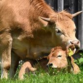 Landwirtschaft bewegt sich zwischen Sparkurs, Förderung und Freihandel. »A6