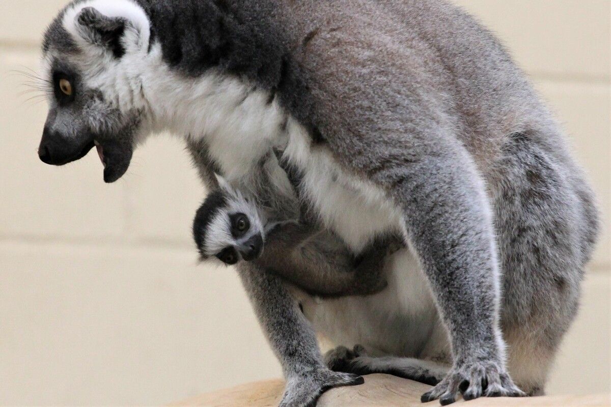 Liebling der Besucher