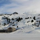 Schneeweiße Blüten, blütenweißer Schnee