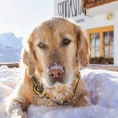 Wo Hunde am liebsten Urlaub machen
