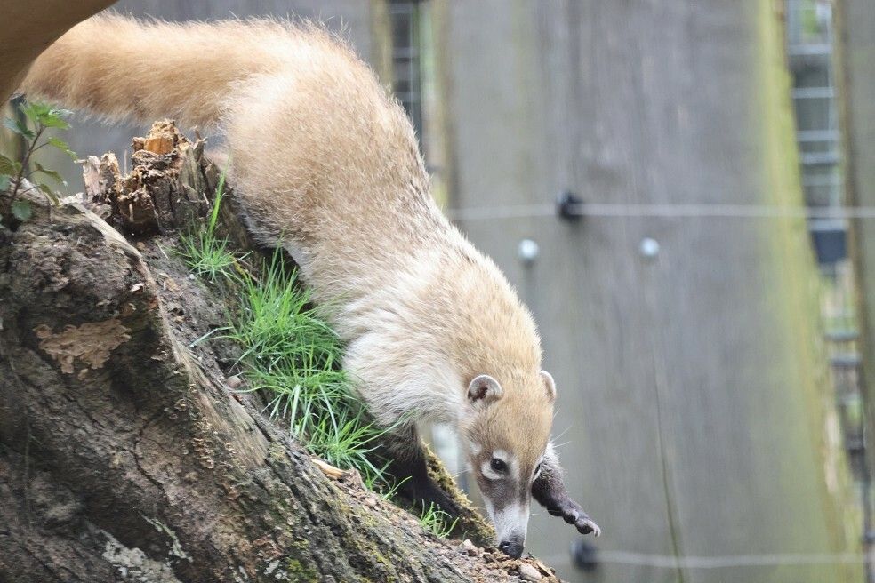 Im Allwetterzoo Münster sind vier Weißrüsselnasenbären-Weibchen eingezogen.