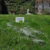Naturvielfalt fördern durch ungemähte Flächen