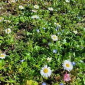 Nicht mähen wird zum Wettbewerb