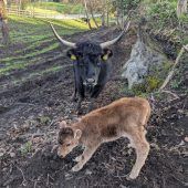 Freude im Wildpark über urigen Nachwuchs