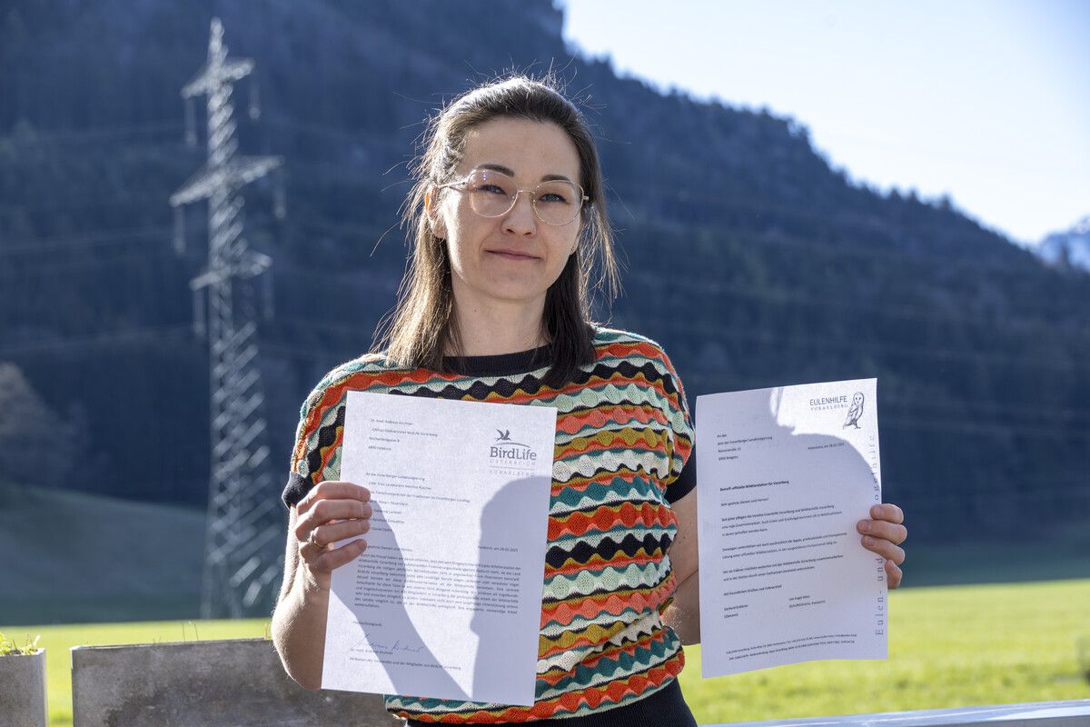 Viel Rückenwind bekommt die Wildtierhilfe Vorarlberg unter anderem von der Eulenhilfe Vorarlberg und Birdlife. ⇒VN/Paulitsch