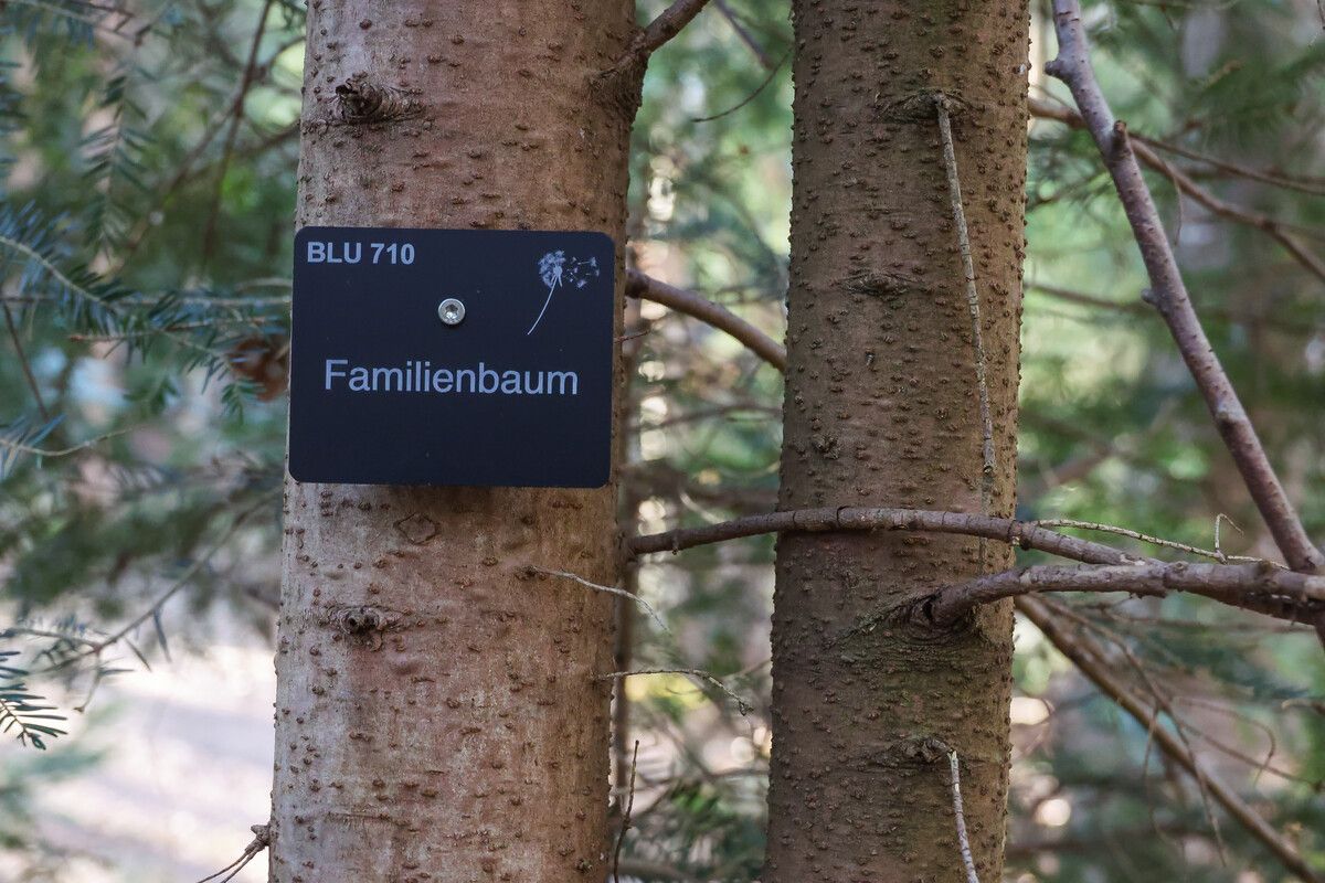 Wie in Bludesch soll auch bei dem geplanten Waldfriedhof im Montafon eine Gedenktafel auf den Verstorbenen hinweisen. ⇒VN/Steurer