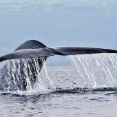 Wale beobachten im Atlantik
