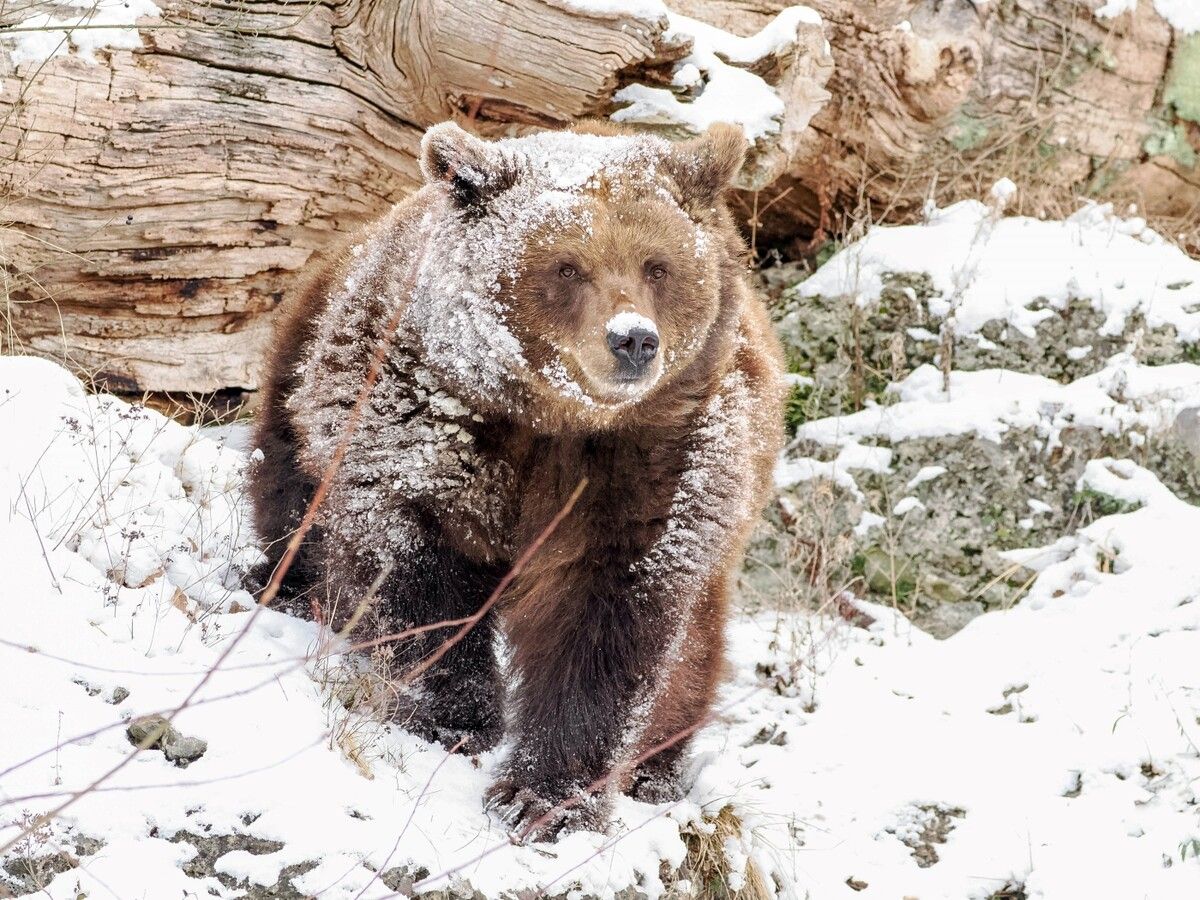 ABD0020_20250219 - SALZBURG - ÖSTERREICH: ++ HANDOUT ++ ZU APA0188 VOM 19.2.2025 - Ihr weißes Wunder erleben gerade die beiden Braunbären im Zoo Salzburg: Just zum Ende ihrer Winterruhe ist zu Beginn dieser Woche der Schnee gekommen. - FOTO: APA/ZOO SALZBURG/ANGELIKA KÖPPL - ++ WIR WEISEN AUSDRÜCKLICH DARAUF HIN, DASS EINE VERWENDUNG DES BILDES AUS MEDIEN- UND/ODER URHEBERRECHTLICHEN GRÜNDEN AUSSCHLIESSLICH IM ZUSAMMENHANG MIT DEM ANGEFÜHRTEN ZWECK UND REDAKTIONELL ERFOLGEN DARF - VOLLSTÄNDIGE COPYRIGHTNENNUNG VERPFLICHTEND ++