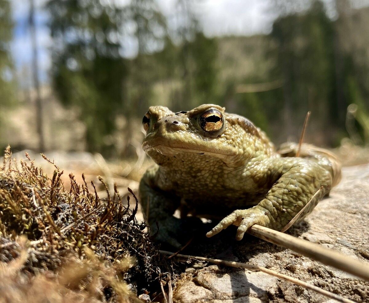 Amphibien wie die Erdkröten sind auch in Vorarlberg bedroht.
