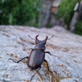 Hirschkäfer fotografieren