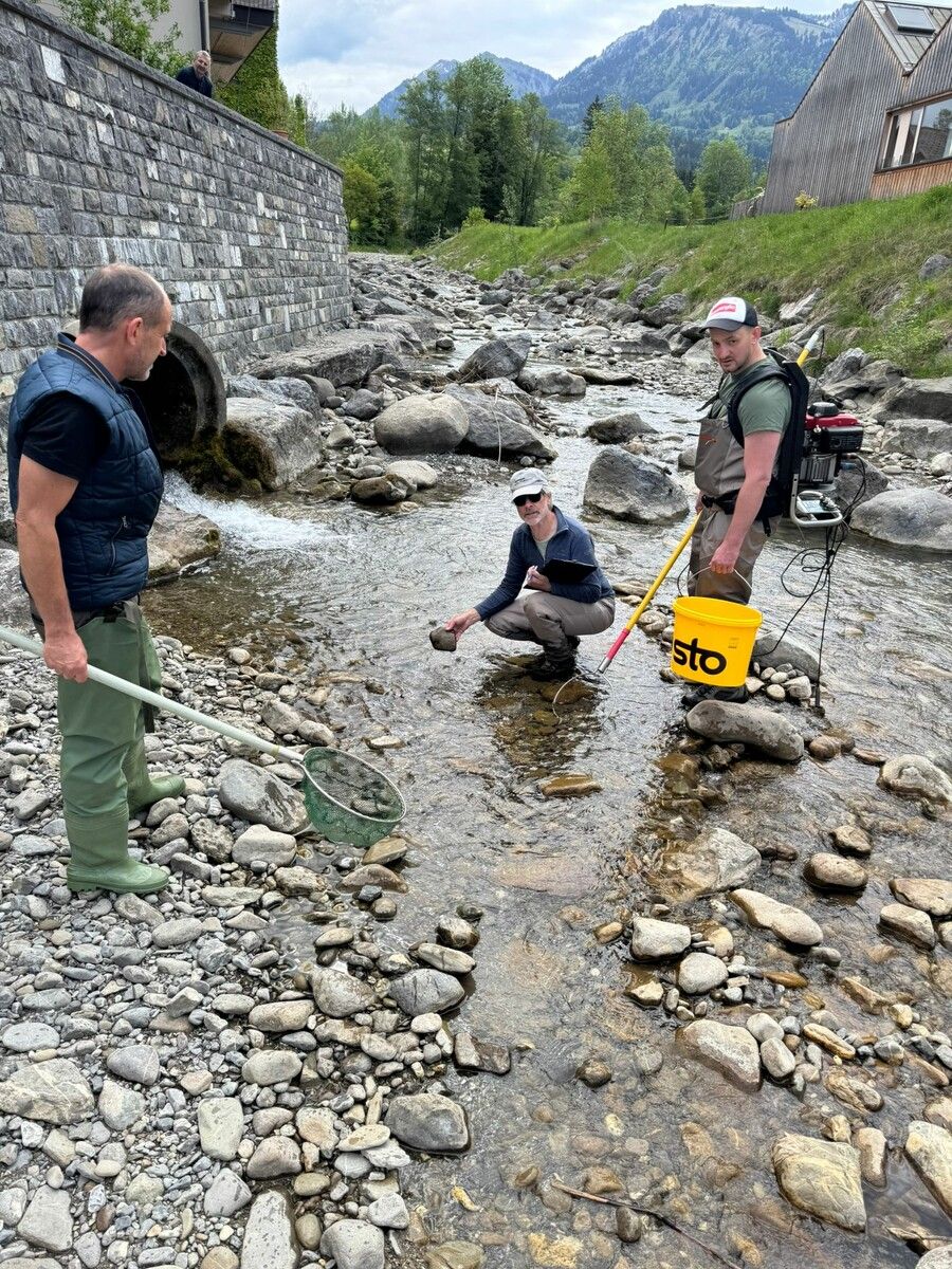 Der Fischereiverein entnahm dem Schmittenbach bei Egg ein gutes Viertel des Fischbestands, nachdem dieser verendete.⇒ Fischereiverein Bregenzerwald