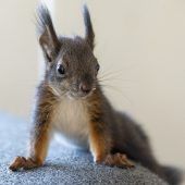 Eichhörnchen in Not hält Feuerwehr auf Trab