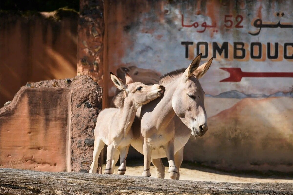 Der kleine Wildesel Jaali zeigt sich schon sehr lebhaft.⇒zoo hannover