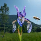 Alarm im Bienenparadies