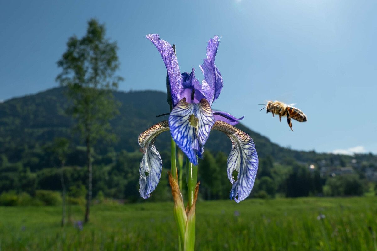 Die Honigbienen haben einen schwierigen Start ins Jahr hinter sich.⇒ VN/Stiplovsek