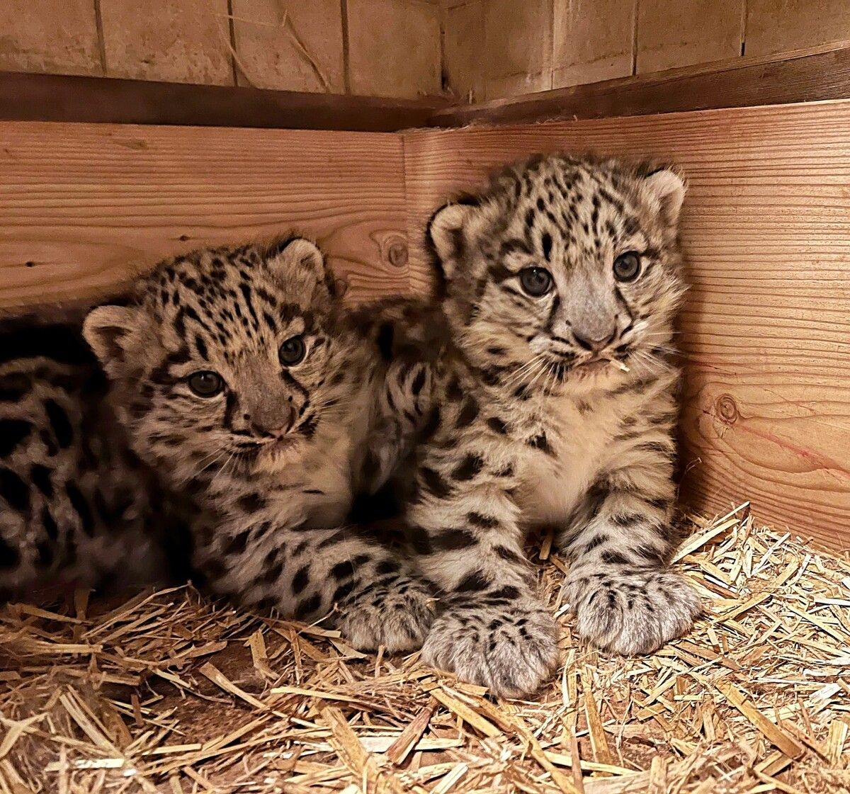 Die jungen Schneeleoparden entwickeln sich laut dem Zoo prächtig.⇒APA